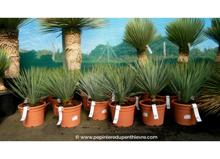 YUCCA rostrata '10L 15-20'