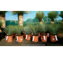 YUCCA rostrata '10L 15-20'