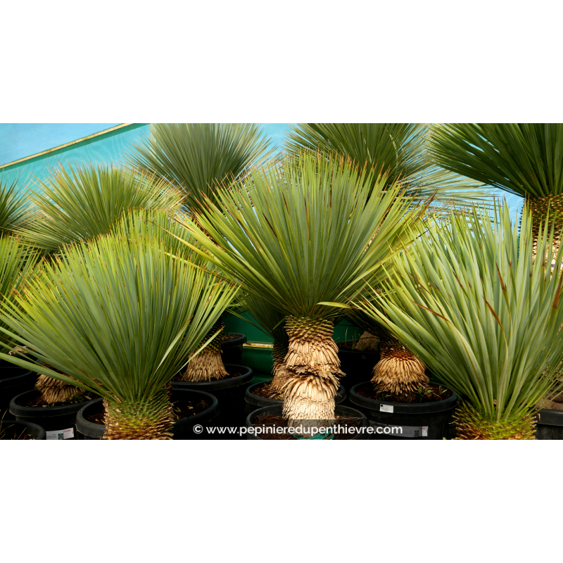 YUCCA rostrata 'Tronc 20/30'