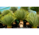 YUCCA rostrata 'Tronc 20/30'