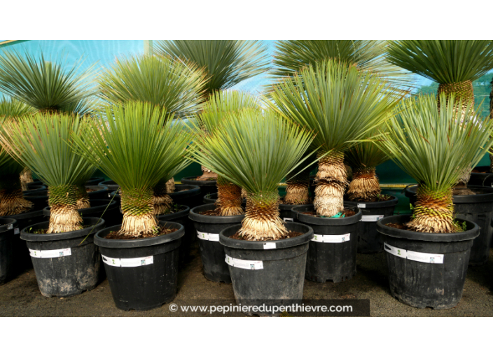 YUCCA rostrata 'Tronc 20/30'
