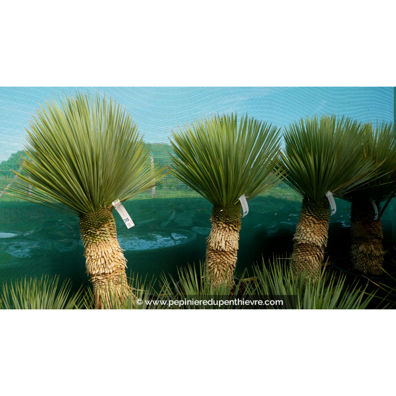 YUCCA rostrata 'Tronc 30/40'