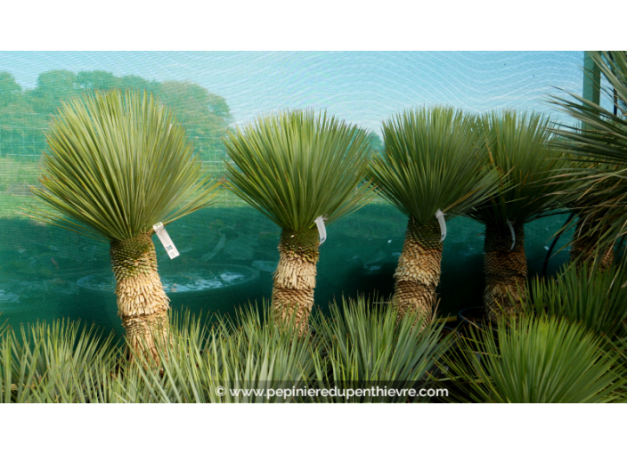 YUCCA rostrata 'Tronc 30/40'