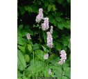 PERSICARIA bistorta 'Superba'