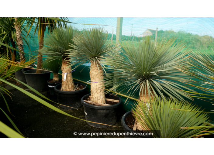 YUCCA rostrata 'Tronc 50/60' YUCCA rostrata 'Tronc 50/60'