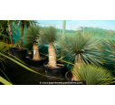 YUCCA rostrata 'Tronc 50/60' YUCCA rostrata 'Tronc 50/60'