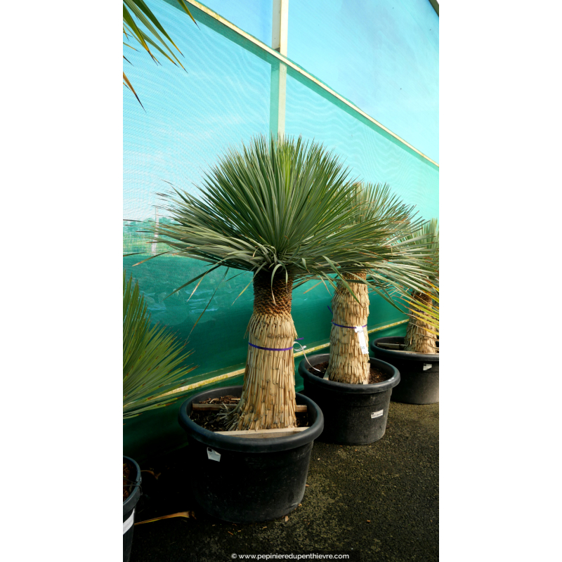 YUCCA rostrata 'Tronc 50/60'