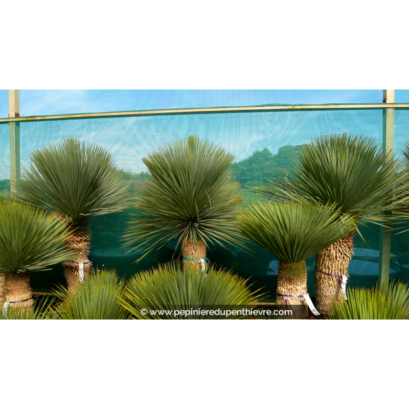 YUCCA rostrata 'Tronc 70/80'