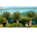 YUCCA rostrata 'Tronc 70/80' YUCCA rostrata 'Tronc 70/80'