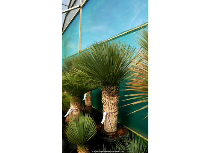 YUCCA rostrata 'Tronc 70/80' YUCCA rostrata 'Tronc 70/80'