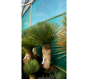 YUCCA rostrata 'Tronc 70/80' YUCCA rostrata 'Tronc 70/80'