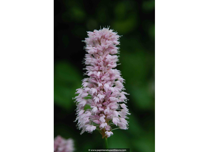 PERSICARIA bistorta 'Superba'