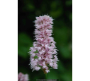 PERSICARIA bistorta 'Superba'