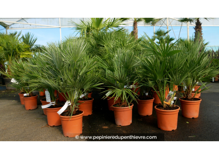 CHAMAEROPS humilis Cont. 40/60