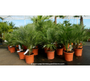 CHAMAEROPS humilis Cont. 40/60