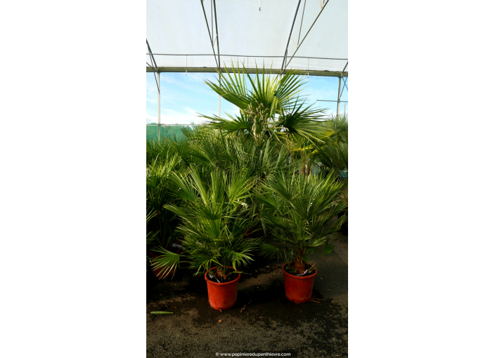 CHAMAEROPS humilis Cont. 60/70