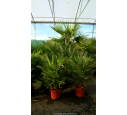 CHAMAEROPS humilis Cont. 60/70