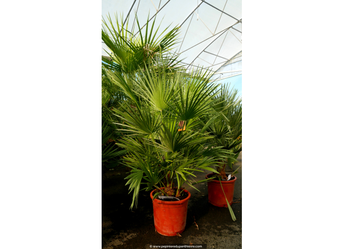 CHAMAEROPS humilis Cont. 60/70