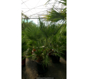 CHAMAEROPS humilis '80/100'