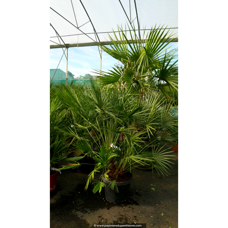 CHAMAEROPS humilis '80/100'