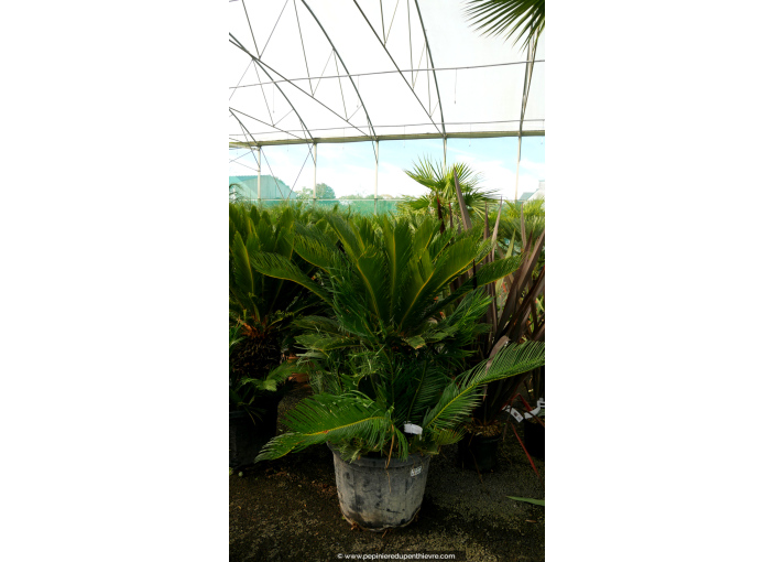 CYCAS revoluta 'Tronc 30/40'