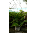 CYCAS revoluta 'Tronc 30/40'