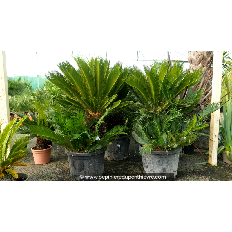 CYCAS revoluta 'Tronc 30/40'