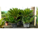 CYCAS revoluta 'Tronc 30/40'