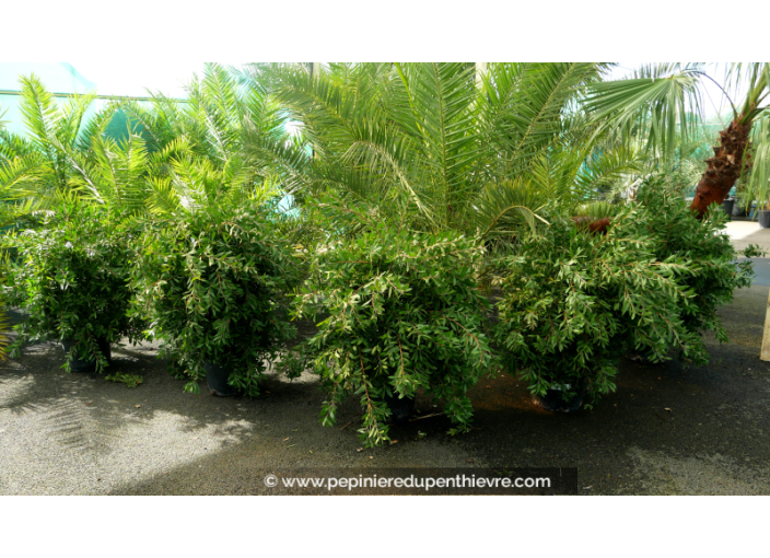 CALLISTEMON laevis - Pot de 20 L