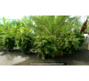 CALLISTEMON laevis - Pot de 20 L
