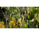 BETULA utilis 'Doorenbos' BETULA utilis 'Doorenbos'