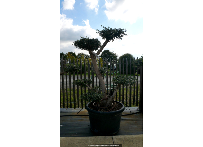 OLEA europaea - OLIVIER 'Plateaux Tronc Jeune 20/30'