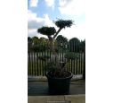 OLEA europaea - OLIVIER 'Plateaux Tronc Jeune 20/30'