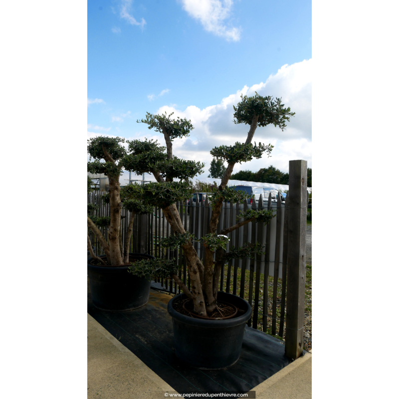 OLEA europaea - OLIVIER 'Plateaux Tronc Jeune 20/30'