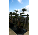 OLEA europaea - OLIVIER 'Plateaux Tronc Jeune 20/30'