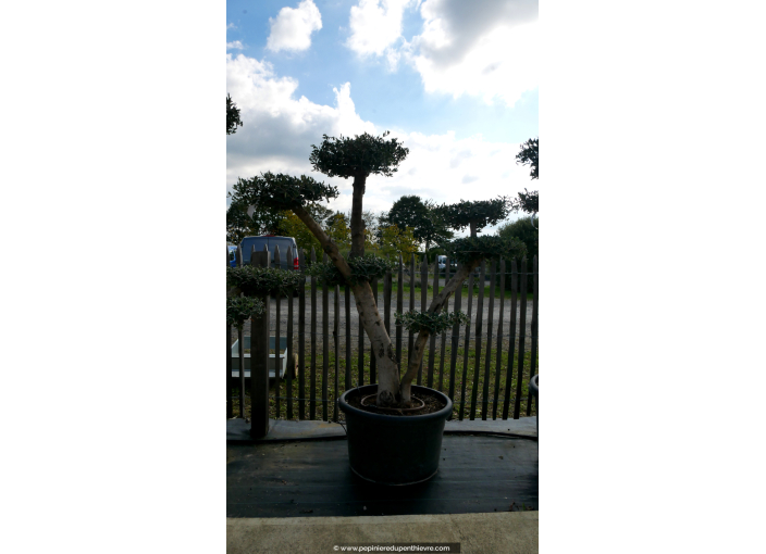 OLEA europaea - OLIVIER 'Plateaux Tronc Jeune 20/30'