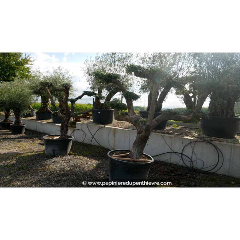 OLEA europaea - OLIVIER tronc vieillissant 'Plateaux 40/60'
