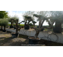 OLEA europaea - OLIVIER tronc vieillissant 'Plateaux 40/60'
