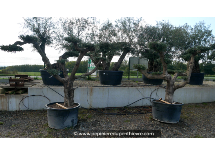 OLEA europaea - OLIVIER tronc vieillissant 'Plateaux 40/60'