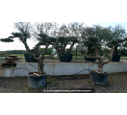OLEA europaea - OLIVIER tronc vieillissant 'Plateaux 40/60'