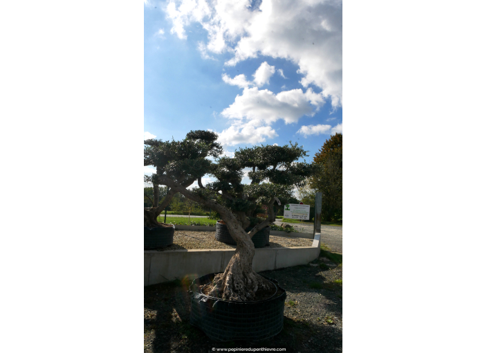 OLEA europaea - OLIVIER 'Plateaux Vieux Tronc 60/80'