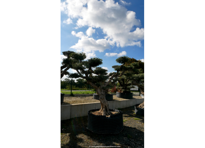 OLEA europaea - OLIVIER 'Plateaux Vieux Tronc 60/80'