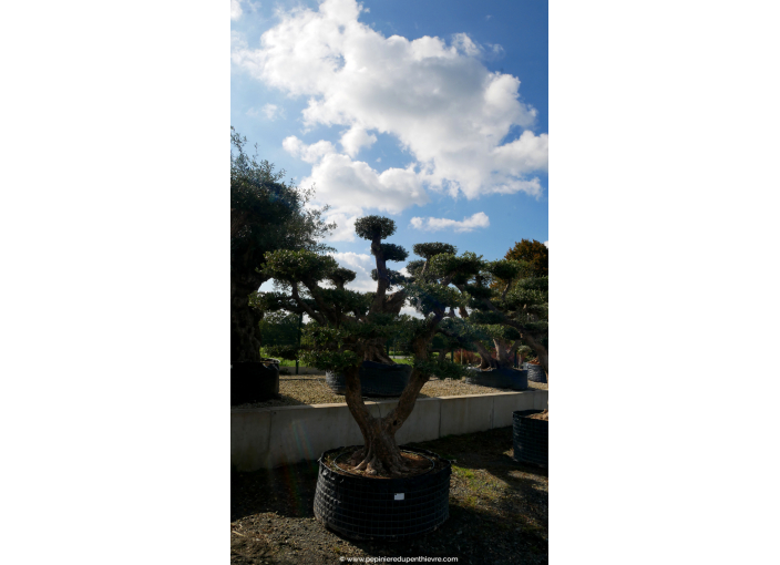 OLEA europaea - OLIVIER 'Plateaux Vieux Tronc 60/80'