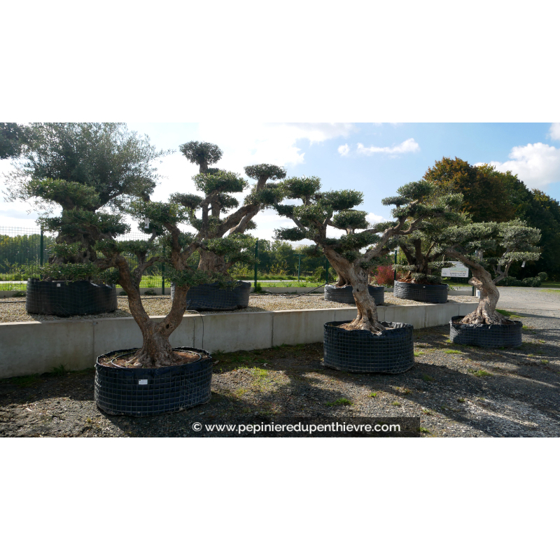 OLEA europaea - OLIVIER 'Plateaux Vieux Tronc 60/80'
