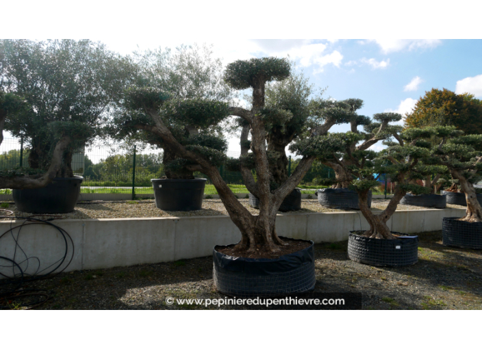 OLEA europaea - OLIVIER 'Plateaux Vieux Tronc 100/120'