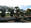 OLEA europaea - OLIVIER 'Plateaux Vieux Tronc 100/120'