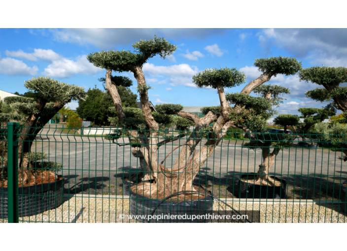 OLEA europaea - OLIVIER 'Plateaux Vieux Tronc 100/120'