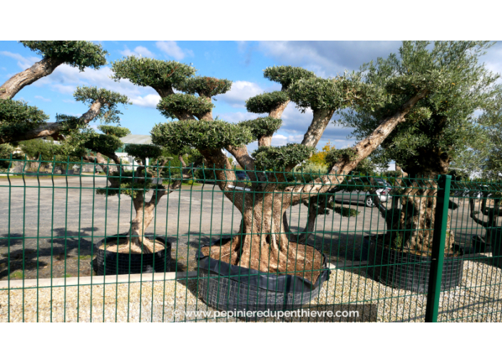 OLEA europaea - OLIVIER 'Plateaux Vieux Tronc 100/120'
