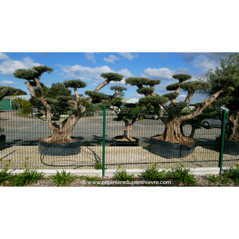 OLEA europaea - OLIVIER 'Plateaux Vieux Tronc 100/120'