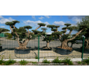OLEA europaea - OLIVIER 'Plateaux Vieux Tronc 100/120'
